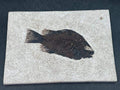 Fossil Fish Green River Formation Fossil Lake Wyoming 7" x 5" Eocene Era