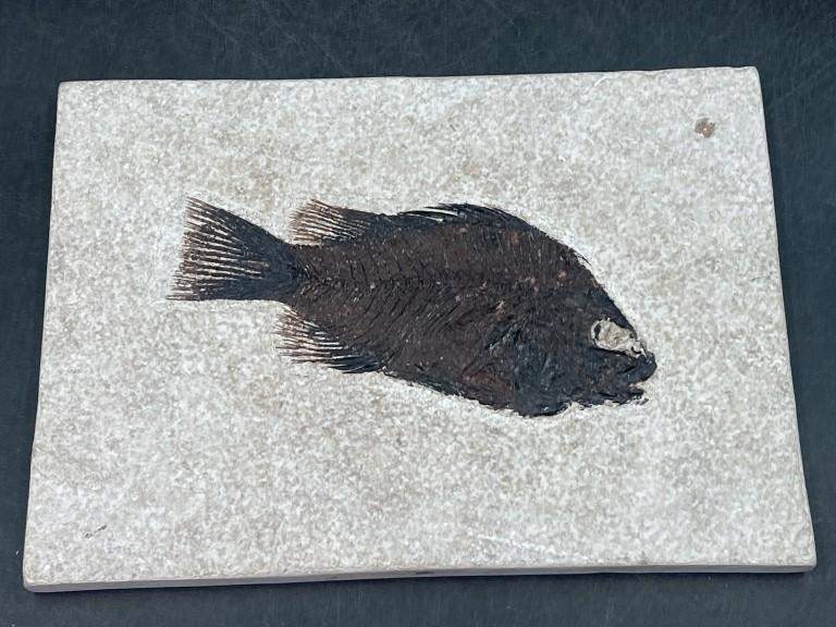 Fossil Fish Green River Formation Fossil Lake Wyoming 7" x 5" Eocene Era