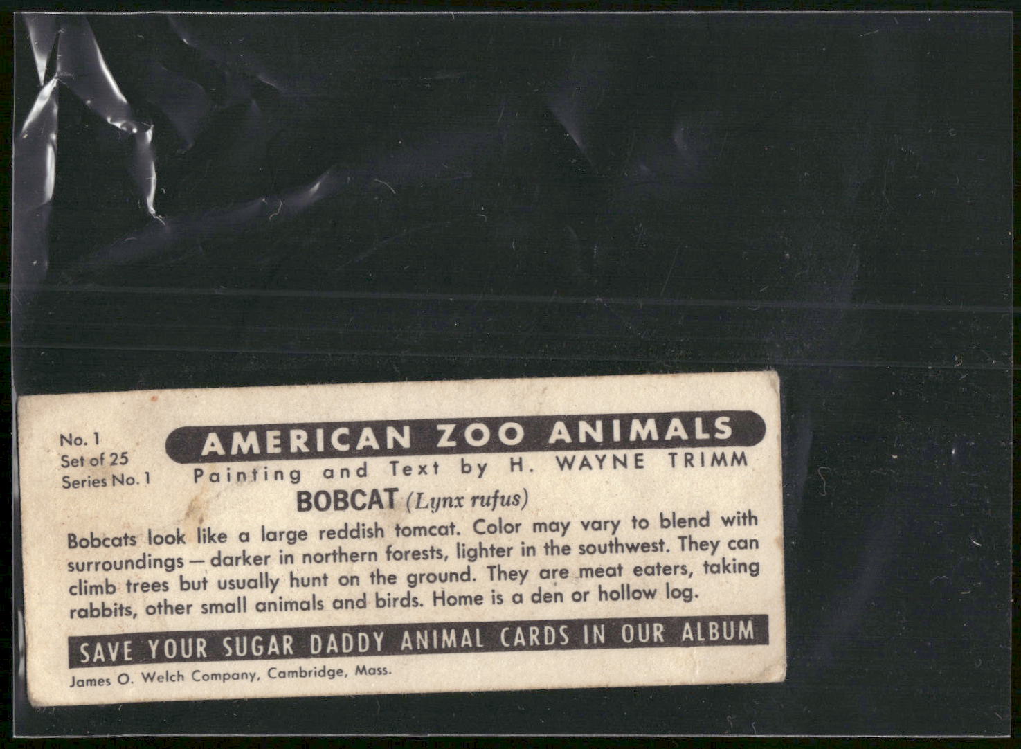 1963 Nabisco Sugar Daddy American Zoo Animals Series 1 #1 Bobcat