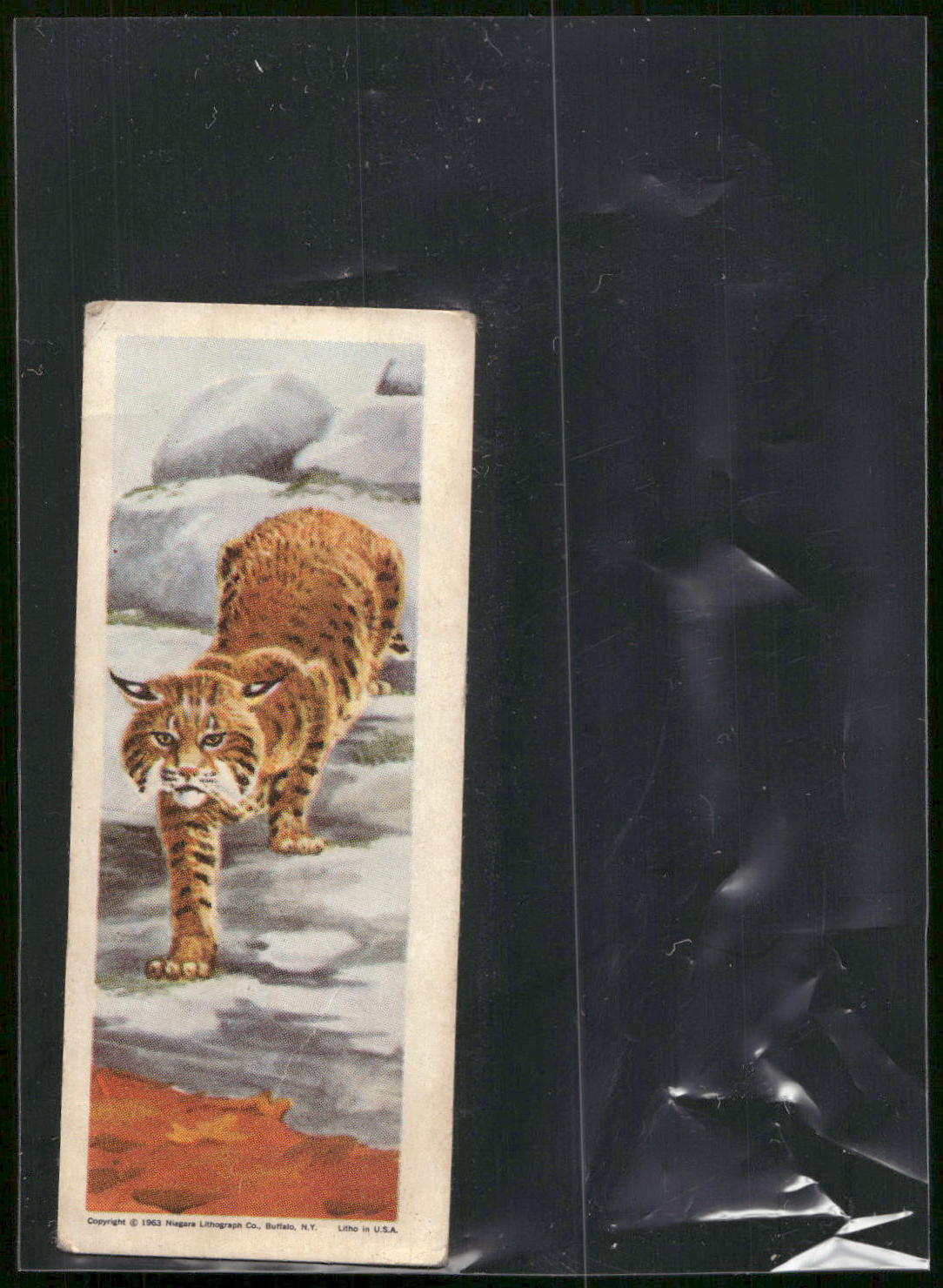 1963 Nabisco Sugar Daddy American Zoo Animals Series 1 #1 Bobcat