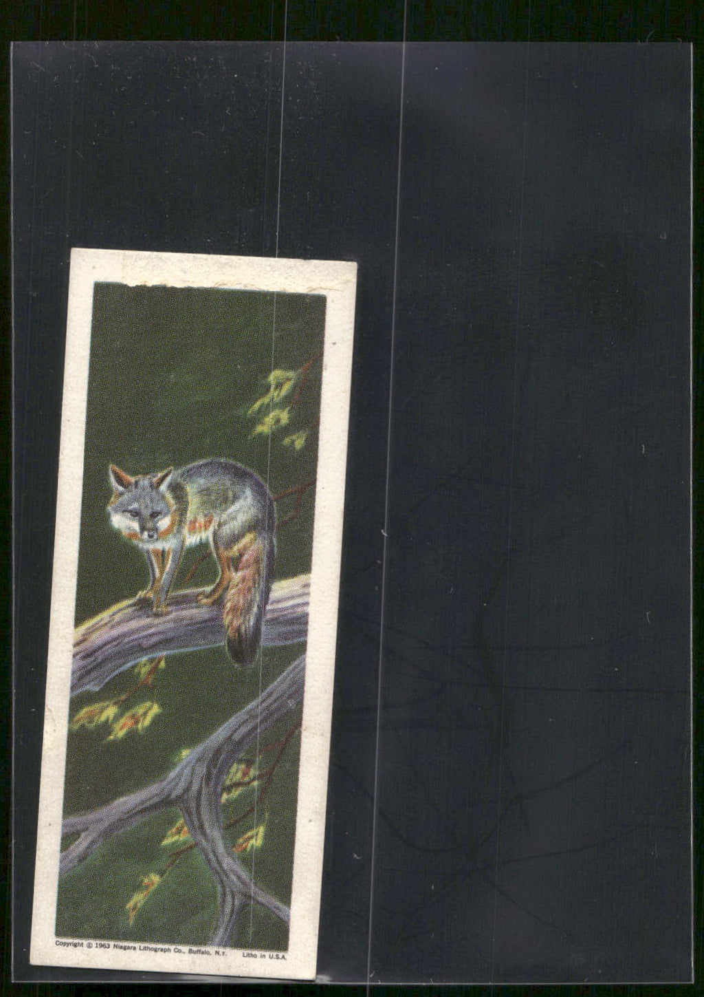1963 Nabisco Sugar Daddy American Zoo Animals Series 1 #2 Gray Fox
