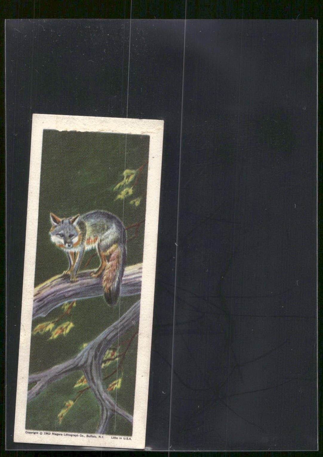 1963 Nabisco Sugar Daddy American Zoo Animals Series 1 #2 Gray Fox