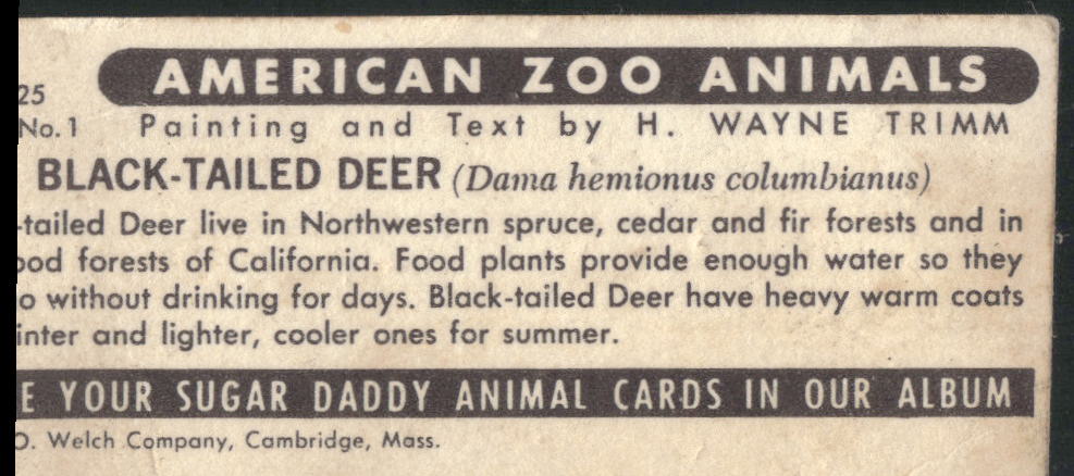 1963 Nabisco Sugar Daddy American Zoo Animals Series 1 #7 Black-tailed Deer