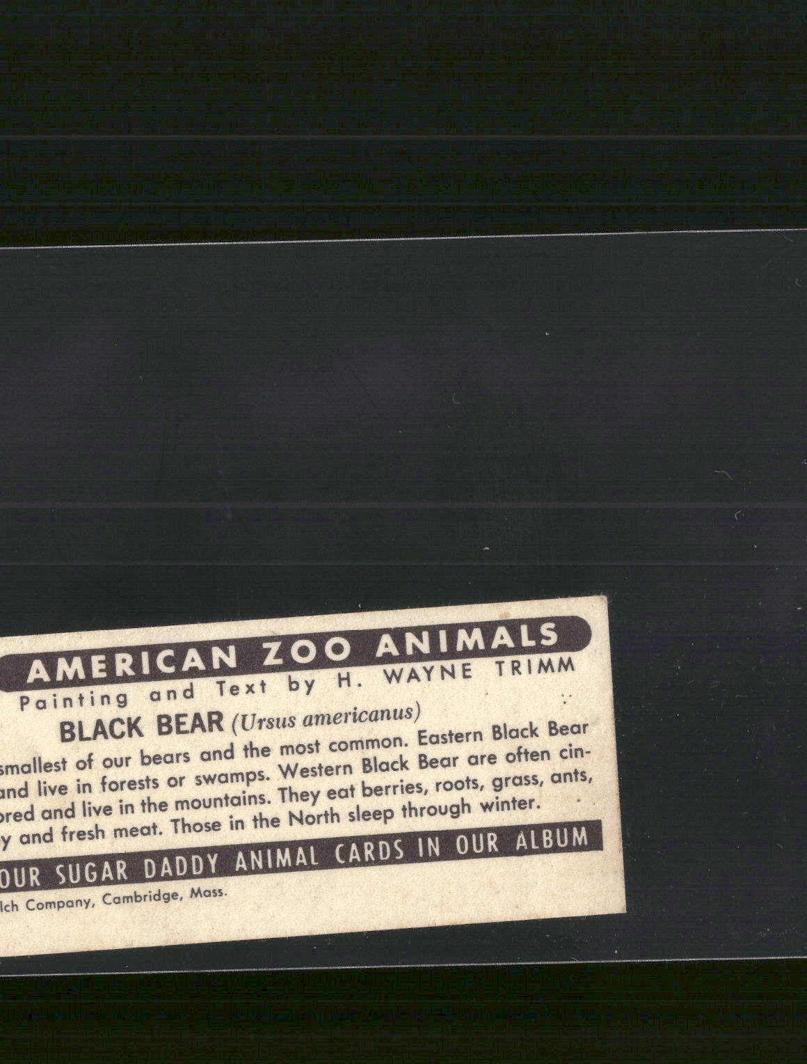 1963 Nabisco Sugar Daddy American Zoo Animals Series 1 #8 Black Bear