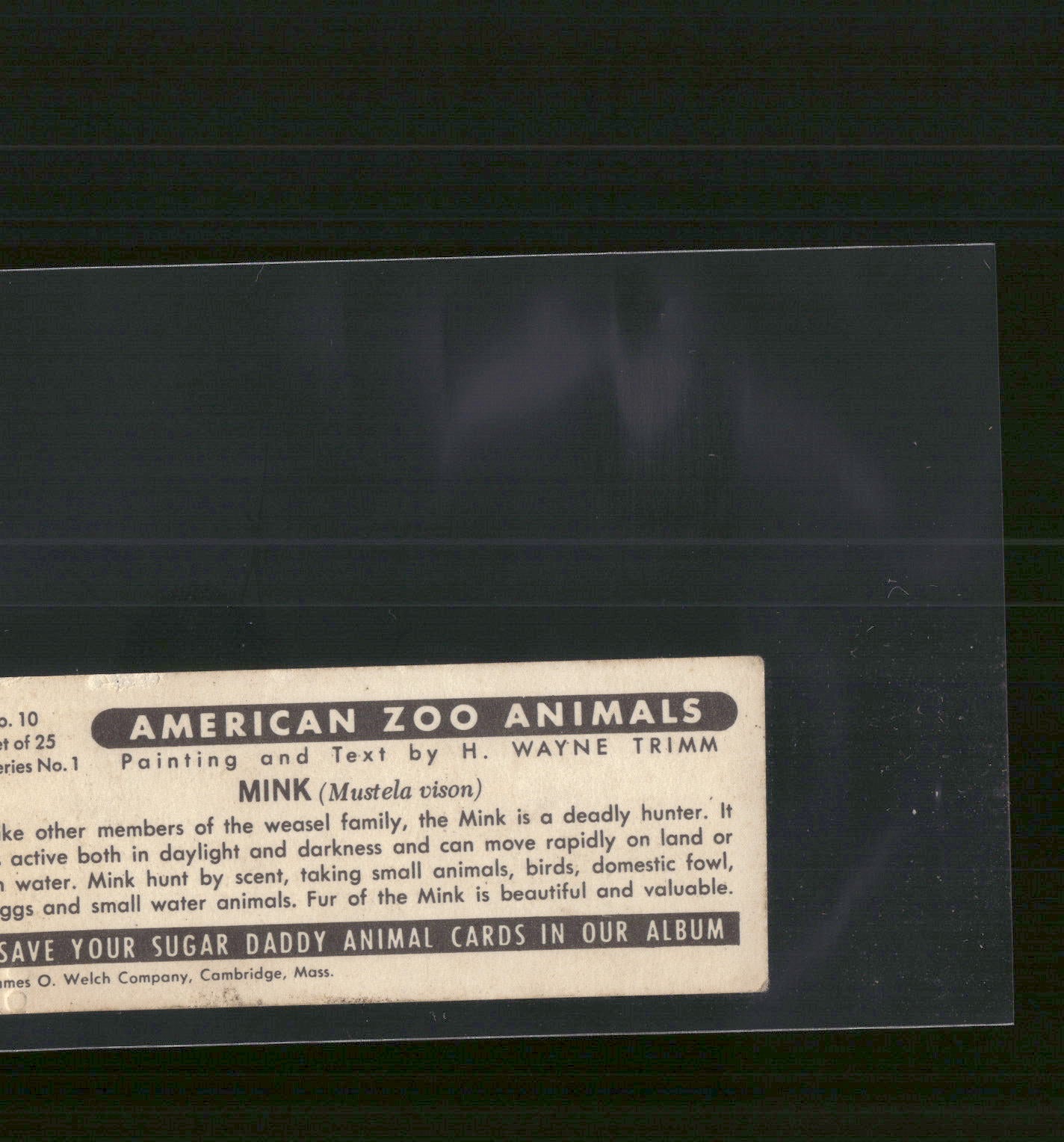 1963 Nabisco Sugar Daddy American Zoo Animals Series 1 #10 Mink