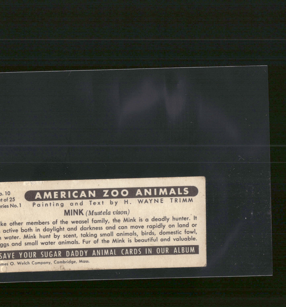 1963 Nabisco Sugar Daddy American Zoo Animals Series 1 #10 Mink