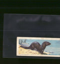 1963 Nabisco Sugar Daddy American Zoo Animals Series 1 #10 Mink
