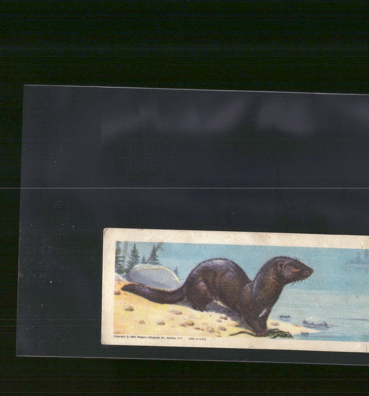1963 Nabisco Sugar Daddy American Zoo Animals Series 1 #10 Mink