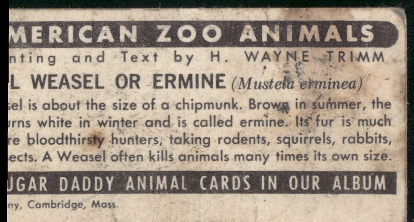 1963 Nabisco Sugar Daddy American Zoo Animals Series 1 #12 Shorttail Weasel