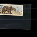 1963 Nabisco Sugar Daddy American Zoo Animals Series 1 #15 Grizzly Bear