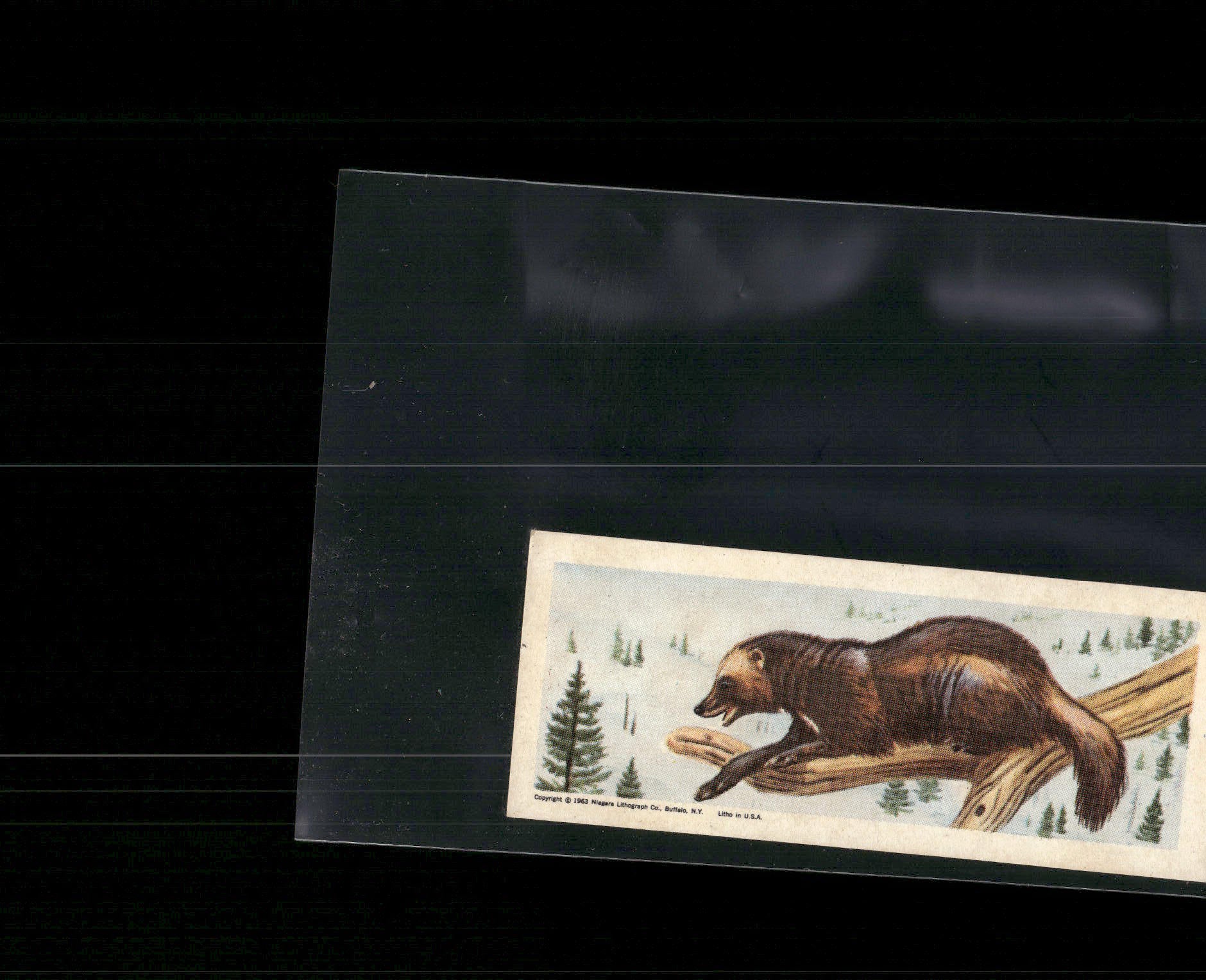 1963 Nabisco Sugar Daddy American Zoo Animals Series 1 #16 Wolverine
