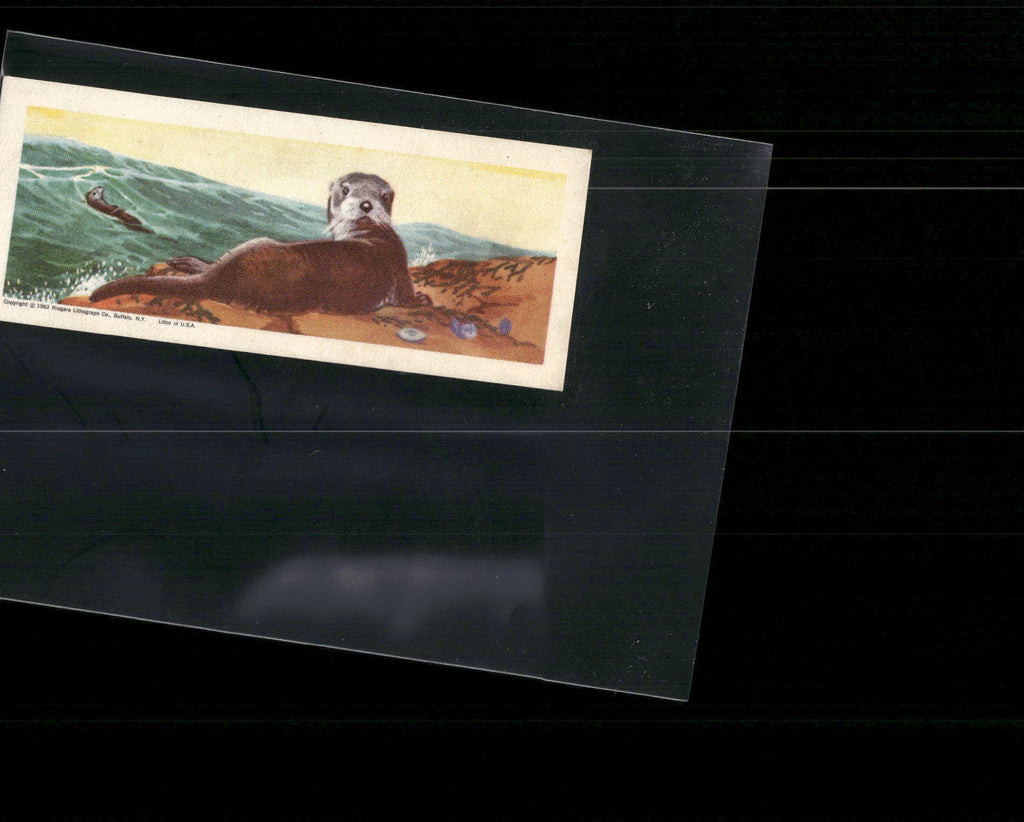 1963 Nabisco Sugar Daddy American Zoo Animals Series 1 #17 Sea Otter