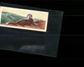 1963 Nabisco Sugar Daddy American Zoo Animals Series 1 #17 Sea Otter