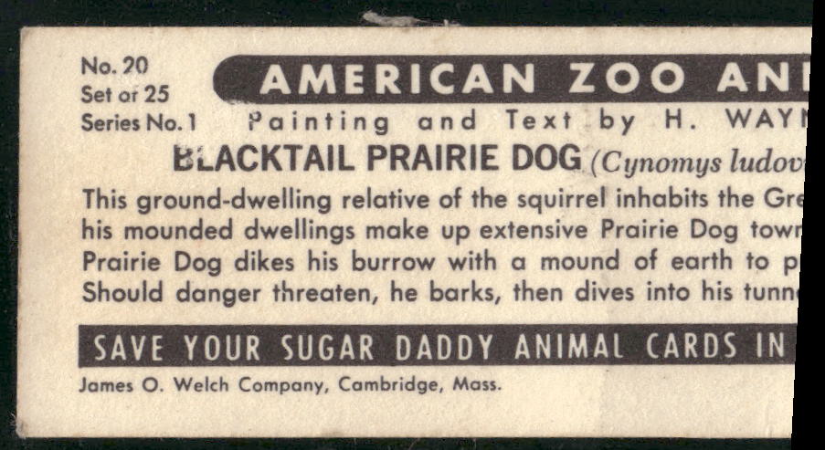 1963 Nabisco Sugar Daddy American Zoo Animals Series 1 #20 Blacktail Prairie Dog