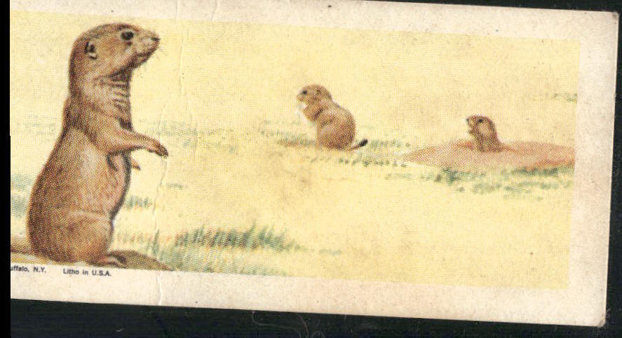 1963 Nabisco Sugar Daddy American Zoo Animals Series 1 #20 Blacktail Prairie Dog