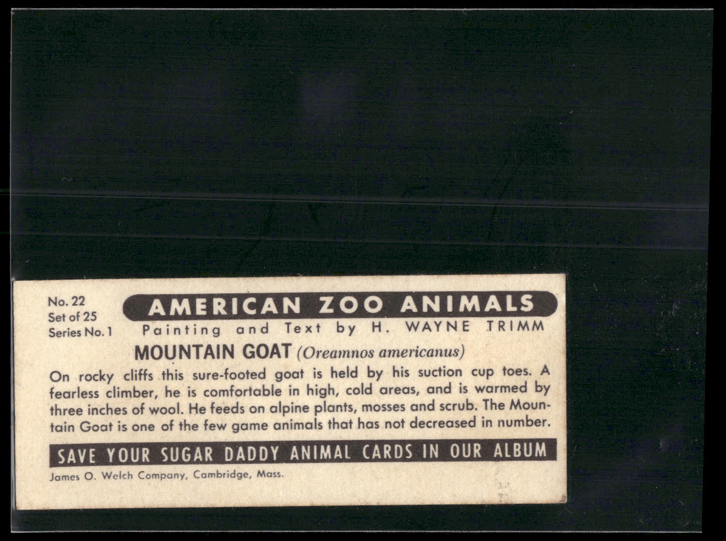 1963 Nabisco Sugar Daddy American Zoo Animals Series 1 #22 Mountain Goat