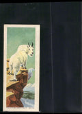 1963 Nabisco Sugar Daddy American Zoo Animals Series 1 #22 Mountain Goat