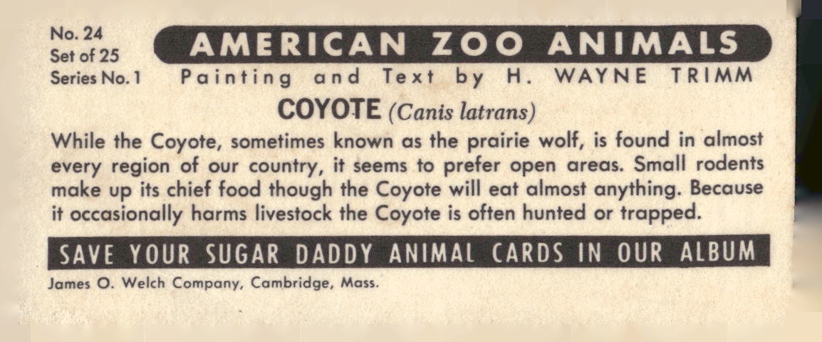 1963 Nabisco Sugar Daddy American Zoo Animals Series 1 #24 Coyote