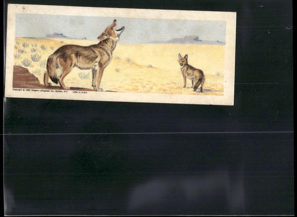 1963 Nabisco Sugar Daddy American Zoo Animals Series 1 #24 Coyote
