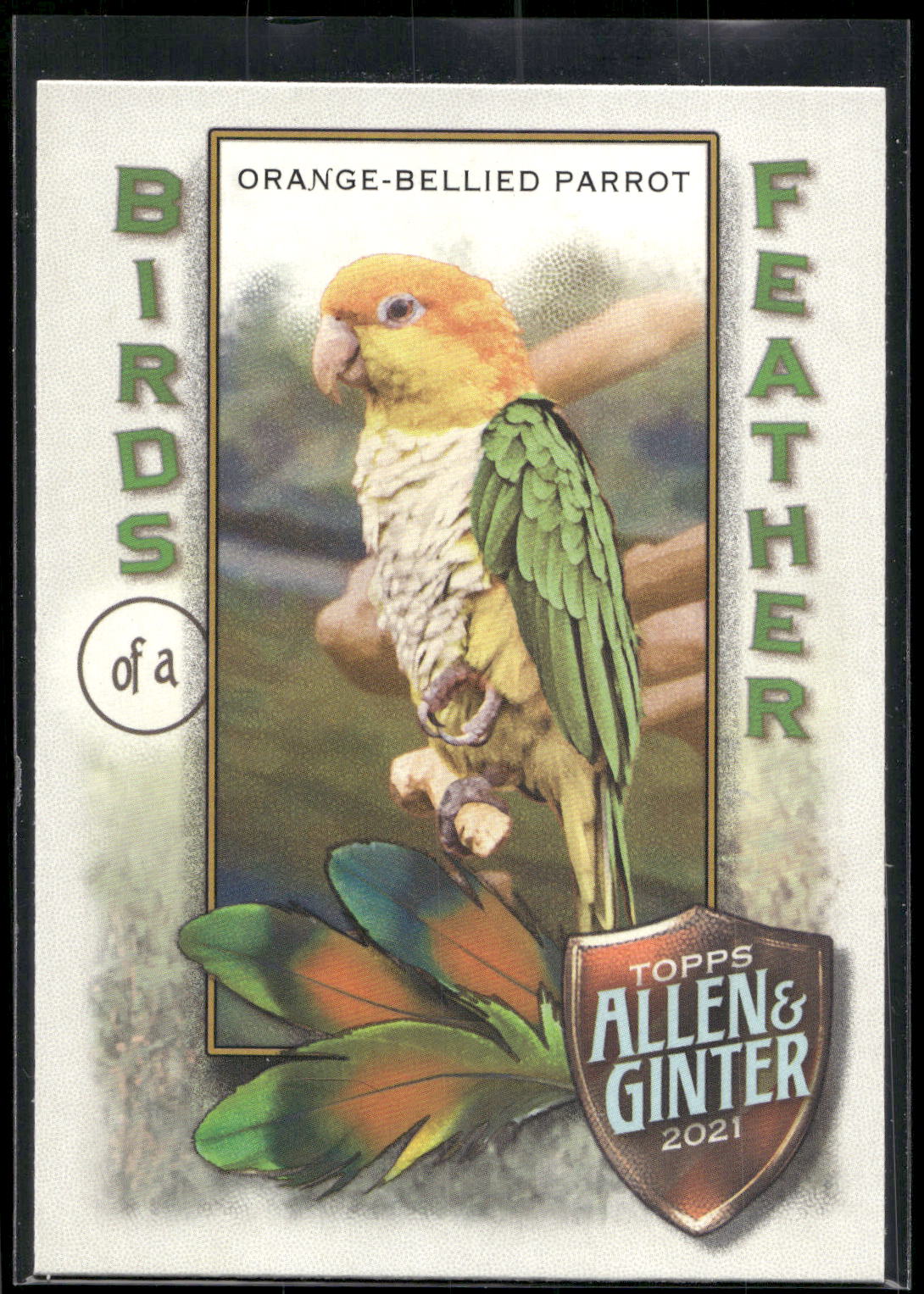 2021 Topps Allen & Ginter #BOF-9 Orange-Bellied Parrot Birds of a Feather
