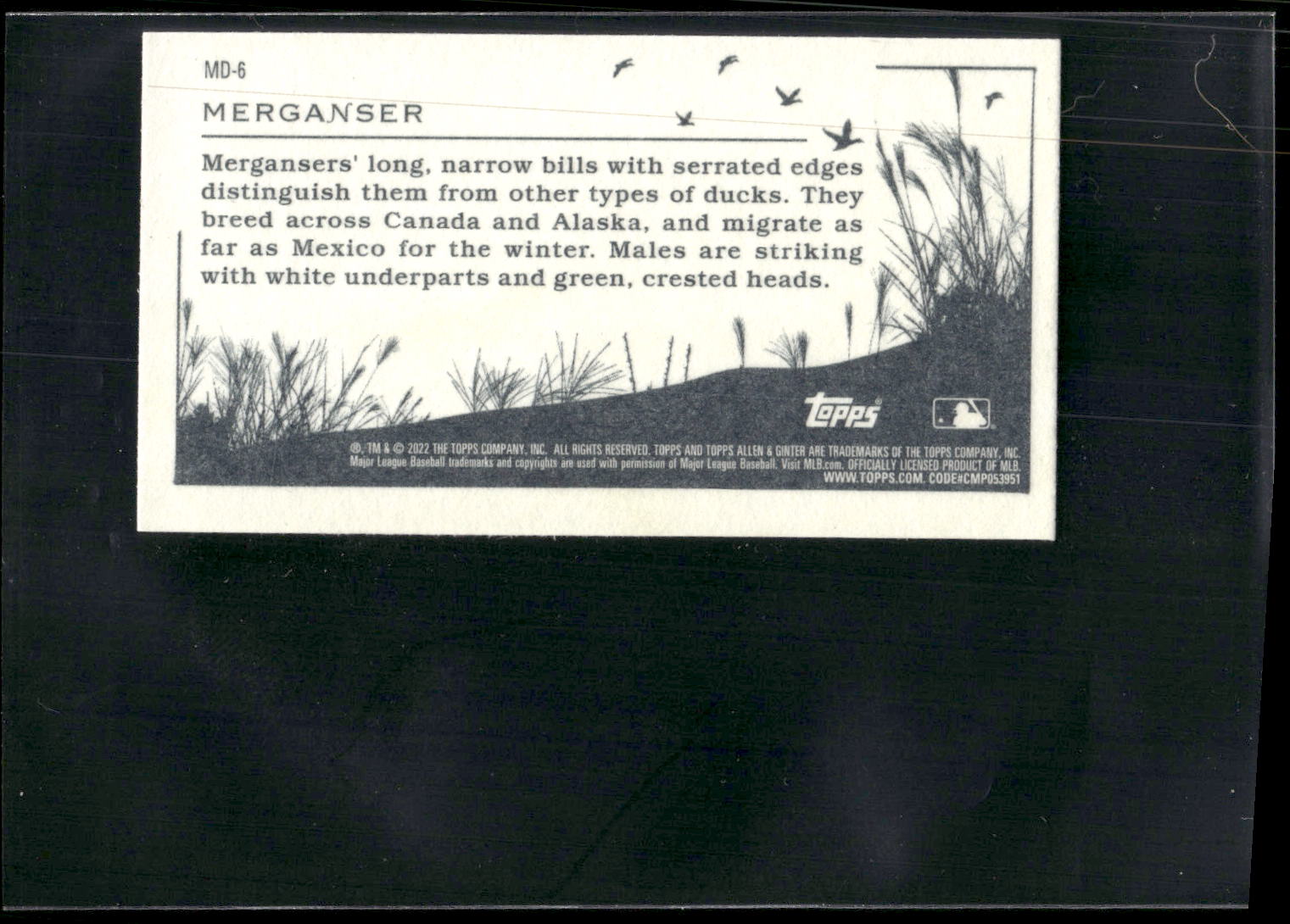 2022 Topps Allen & Ginter #MD-6 Merganser Mini Ducks