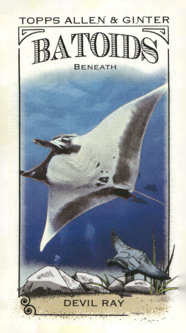 2024 Topps Allen & Ginter #RITW-5 Devil Ray Mini Batoids Beneath