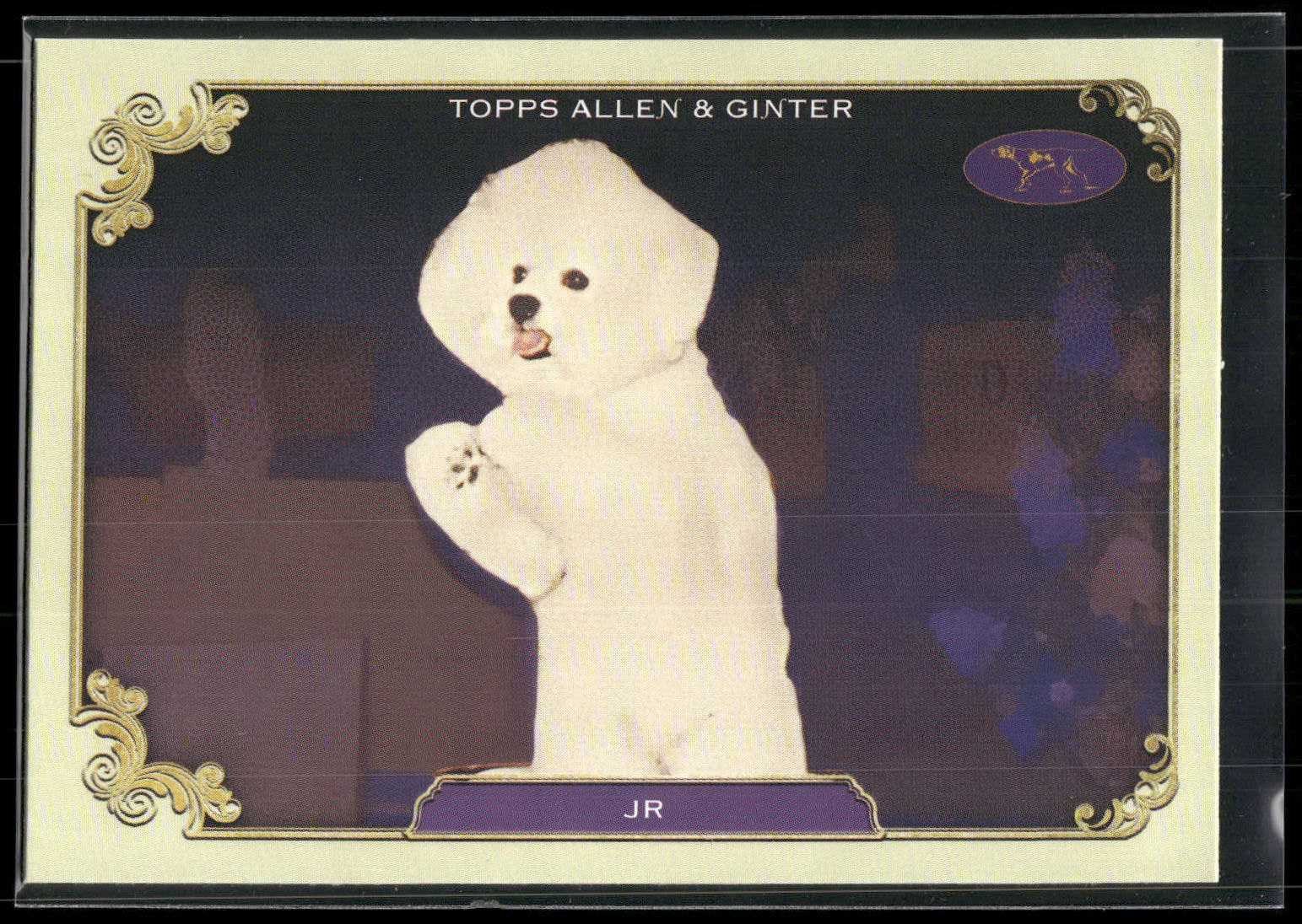 2024 Topps Allen & Ginter #SOS-38 Jr Stars of the Show Westminster Kennel Club