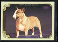 2024 Topps Allen & Ginter #SOS-23 Rufus Stars of Show Westminster Kennel Club