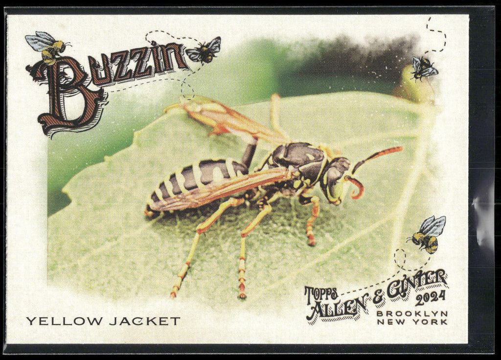 2024 Topps Allen & Ginter #BUZ-13 Yellow Jacket Buzzin'