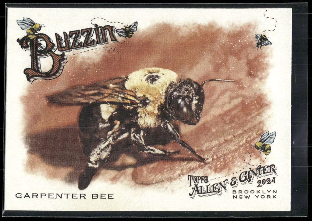 2024 Topps Allen & Ginter #BUZ-4 Carpenter Bee Buzzin'