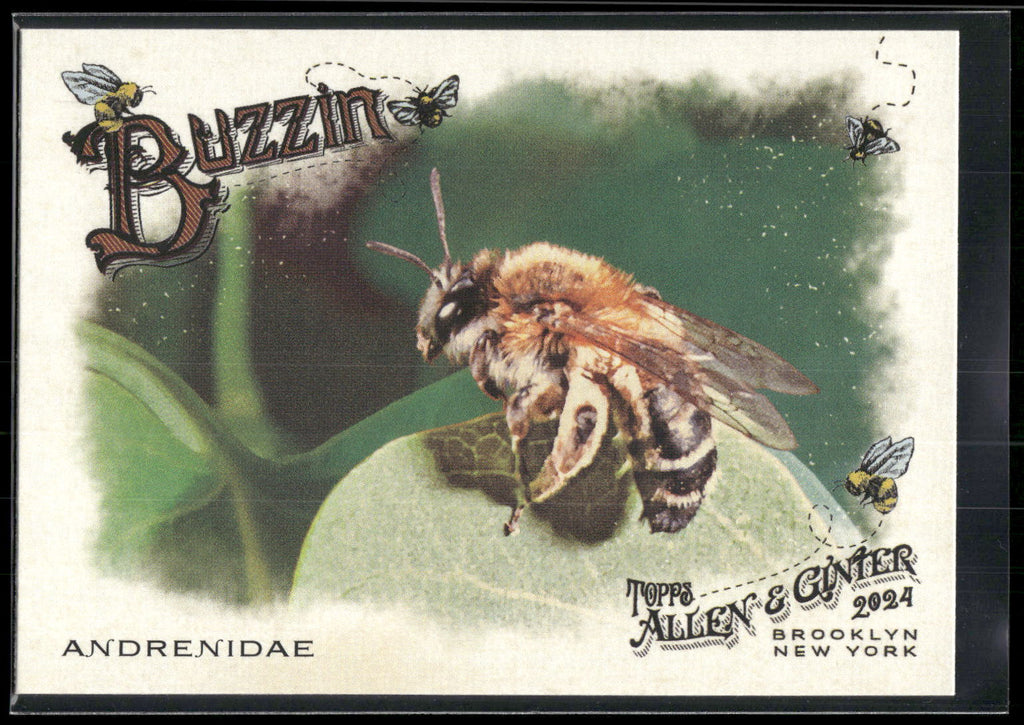 2024 Topps Allen & Ginter #BUZ-7 Andrenidae Buzzin'