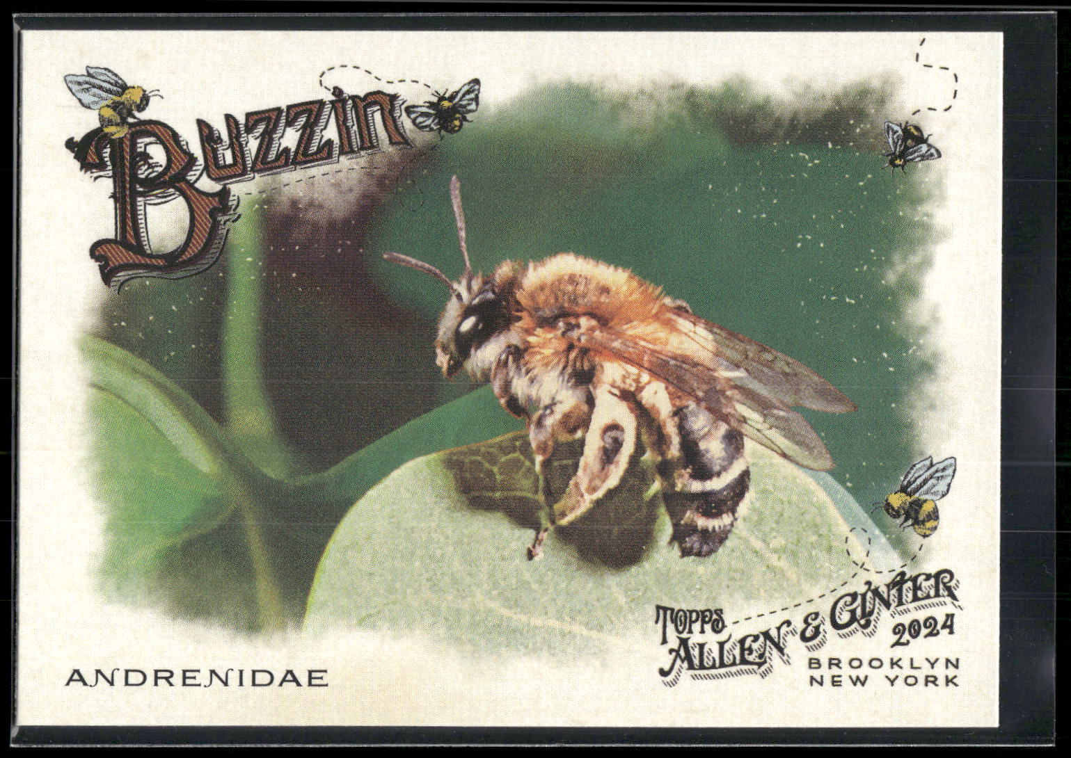 2024 Topps Allen & Ginter #BUZ-7 Andrenidae Buzzin'