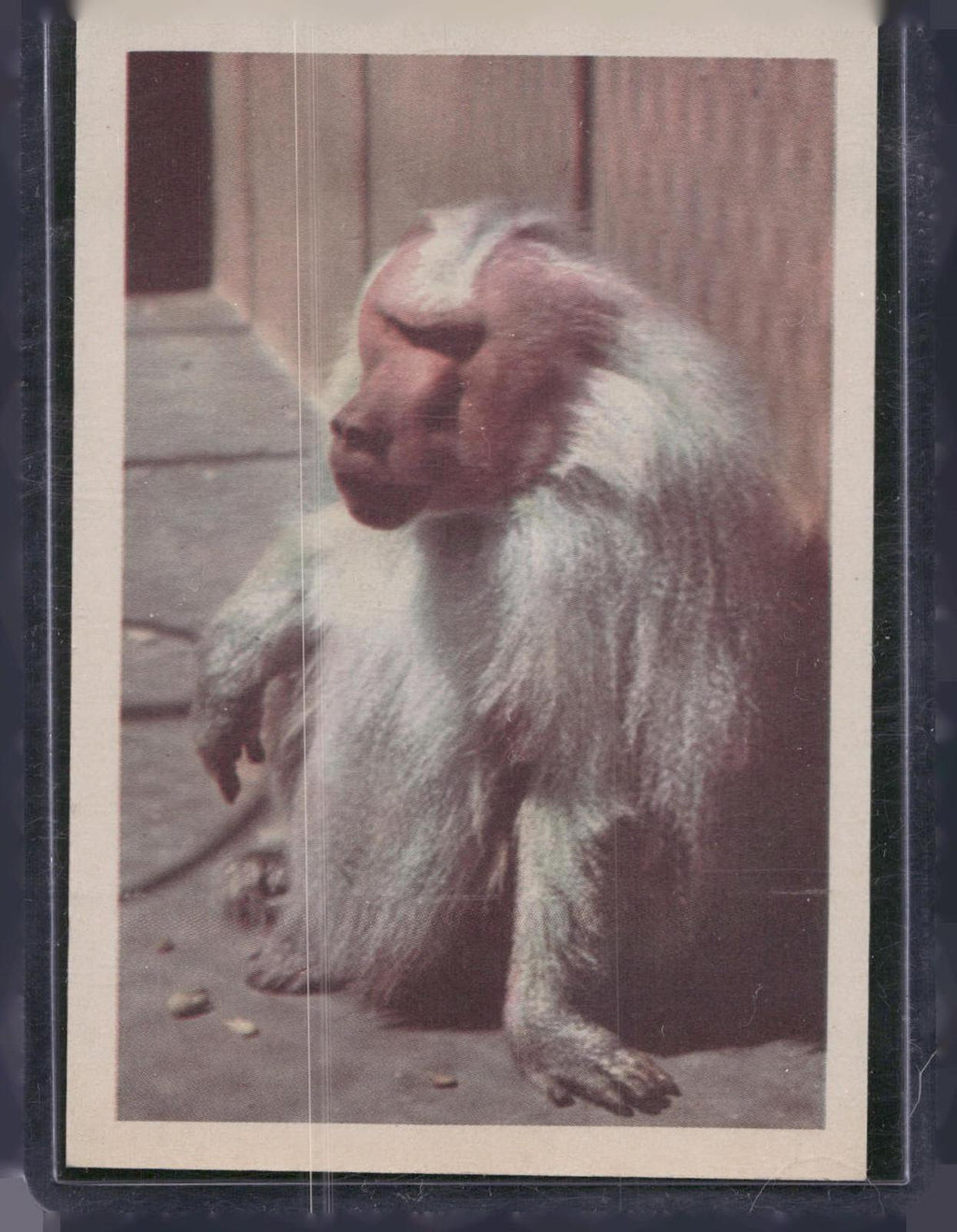 1960 Premiere/Oak Animals (R724-6) #NNO Hamadryas Baboon