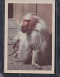 1960 Premiere/Oak Animals (R724-6) #NNO Hamadryas Baboon