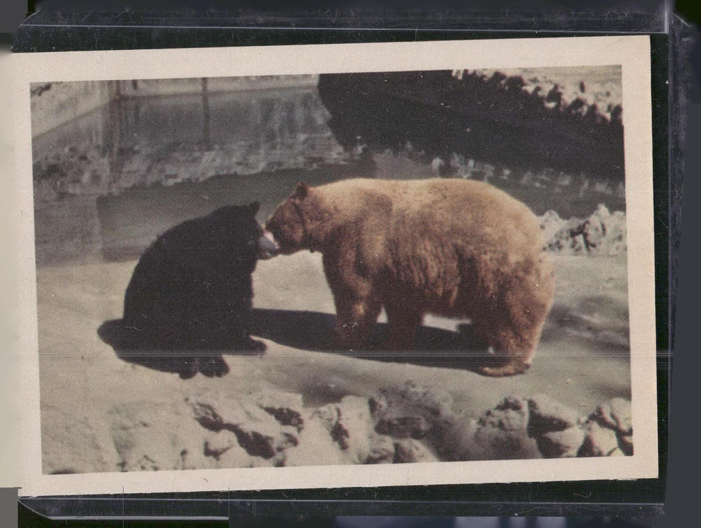 1960 Premiere/Oak Animals (R724-6) #NNO American Black Bear / Cinnamon Bear