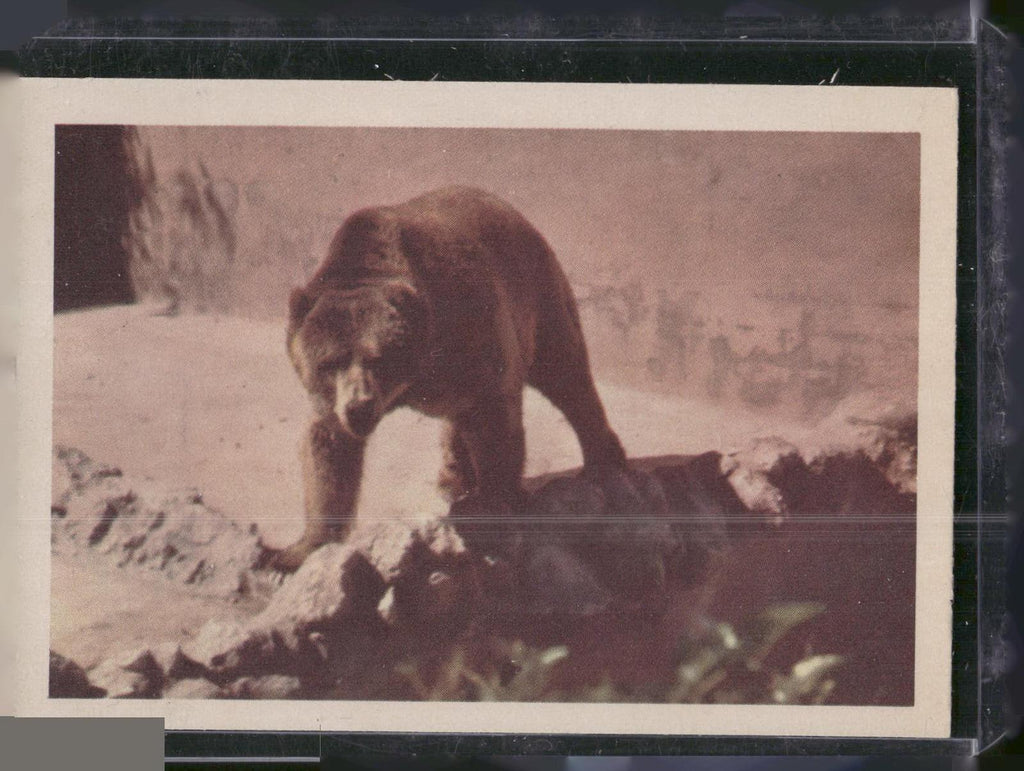1960 Premiere/Oak Animals (R724-6) #NNO Kodiak Bear
