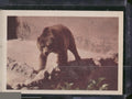 1960 Premiere/Oak Animals (R724-6) #NNO Kodiak Bear
