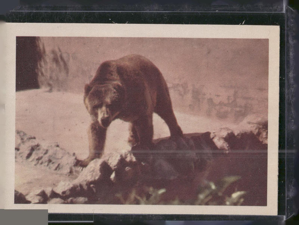 1960 Premiere/Oak Animals (R724-6) #NNO Kodiak Bear