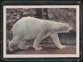 1960 Premiere/Oak Animals (R724-6) #NNO Polar Bear