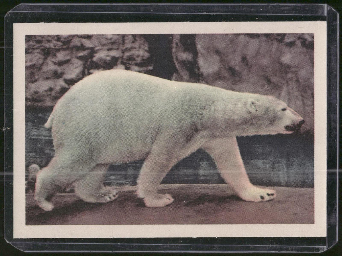 1960 Premiere/Oak Animals (R724-6) #NNO Polar Bear