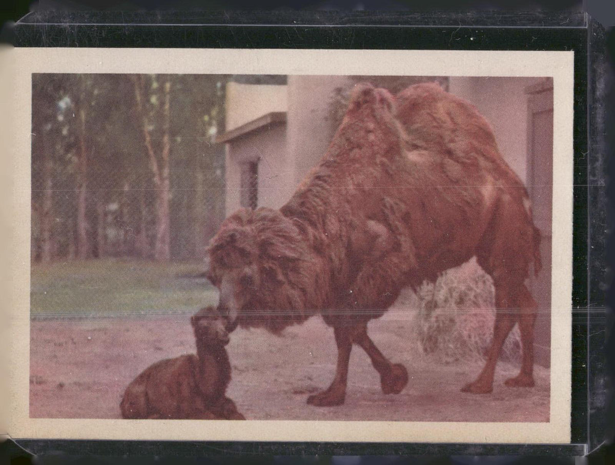 1960 Premiere/Oak Animals (R724-6) #NNO Bactrian Camel
