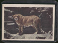 1960 Premiere/Oak Animals (R724-6) #NNO Cheetah