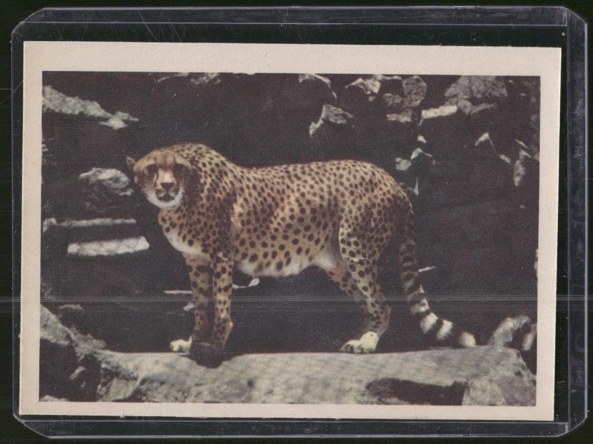 1960 Premiere/Oak Animals (R724-6) #NNO Cheetah