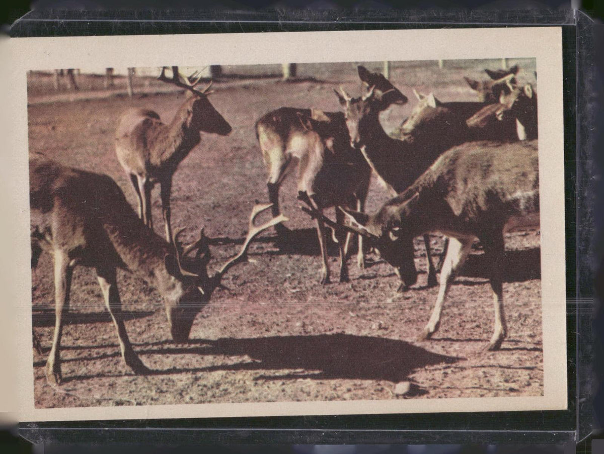 1960 Premiere/Oak Animals (R724-6) #NNO European Fallow Deer