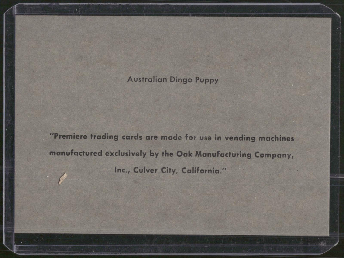 1960 Premiere/Oak Animals (R724-6) #NNO Australian Dingo Puppy