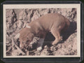 1960 Premiere/Oak Animals (R724-6) #NNO Australian Dingo Puppy