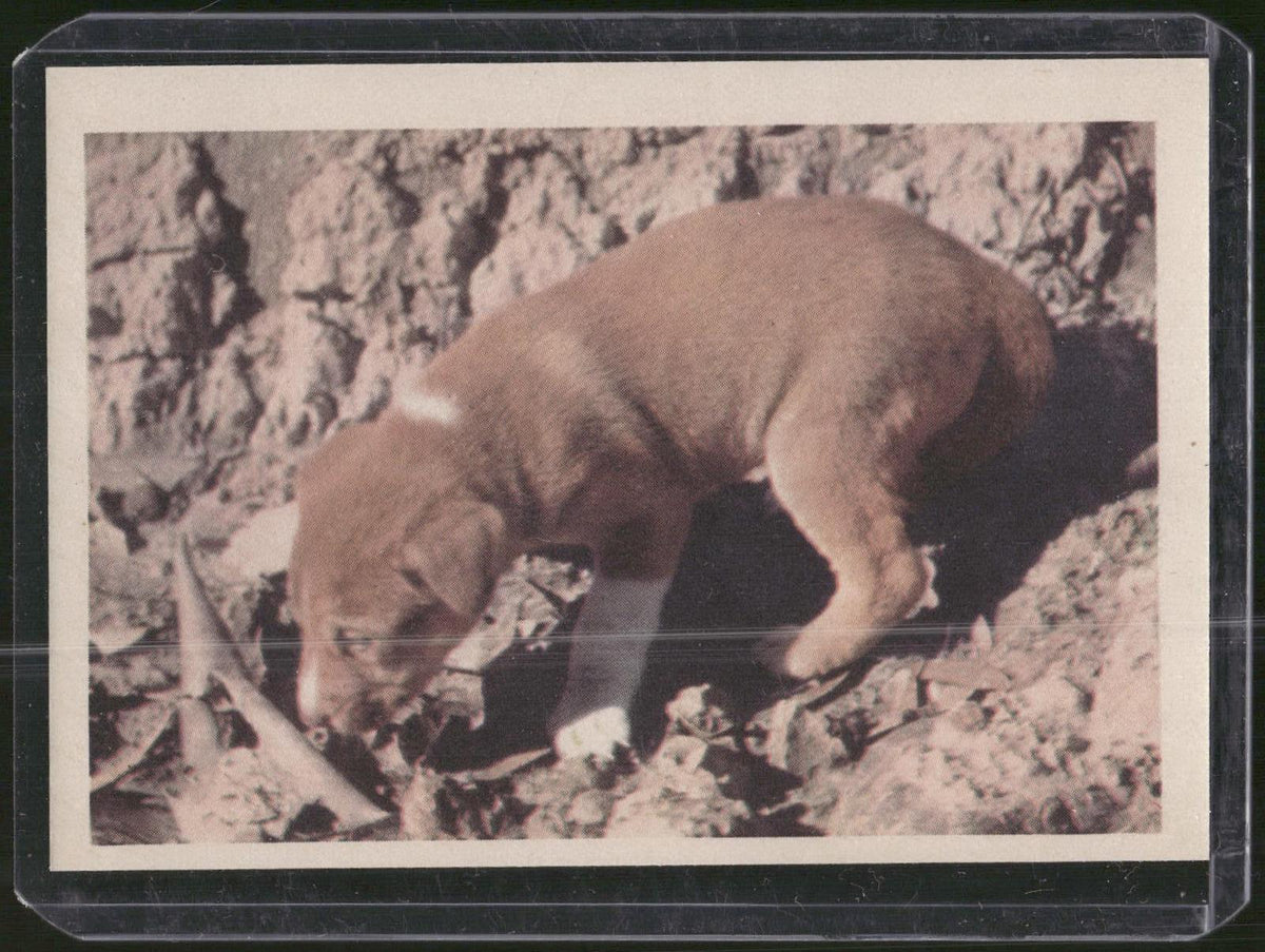 1960 Premiere/Oak Animals (R724-6) #NNO Australian Dingo Puppy