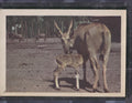 1960 Premiere/Oak Animals (R724-6) #NNO Common Eland
