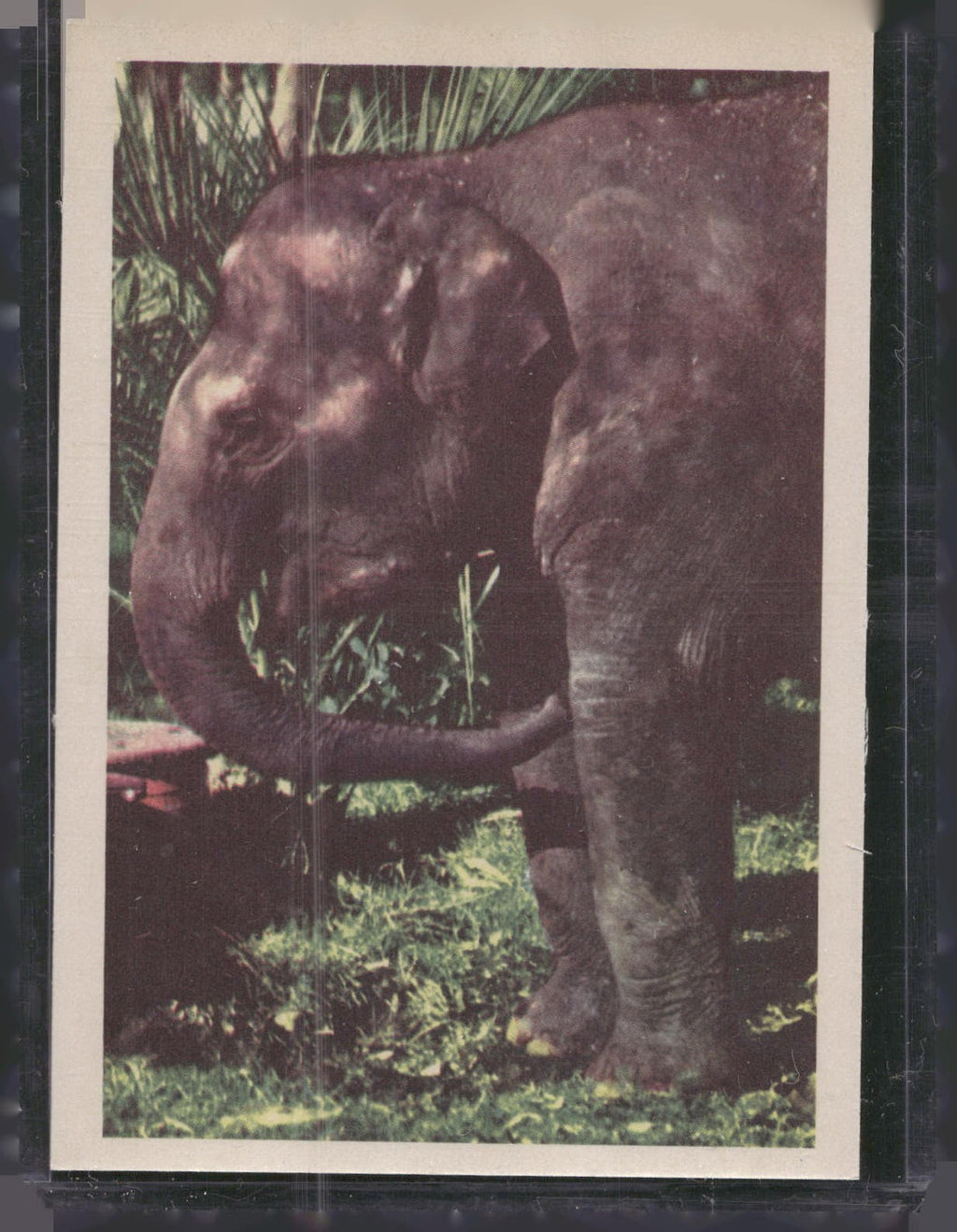 1960 Premiere/Oak Animals (R724-6) #NNO Indian Elephant