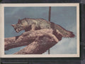 1960 Premiere/Oak Animals (R724-6) #NNO California Grey Fox